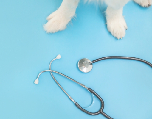 獣医師の先生方へ